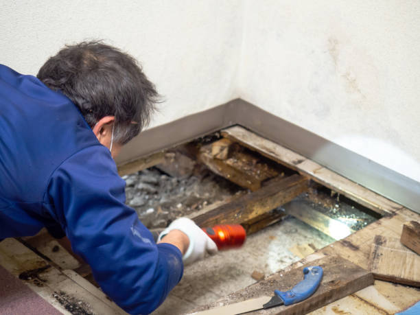 Best Mold Testing  in St Charles, MI