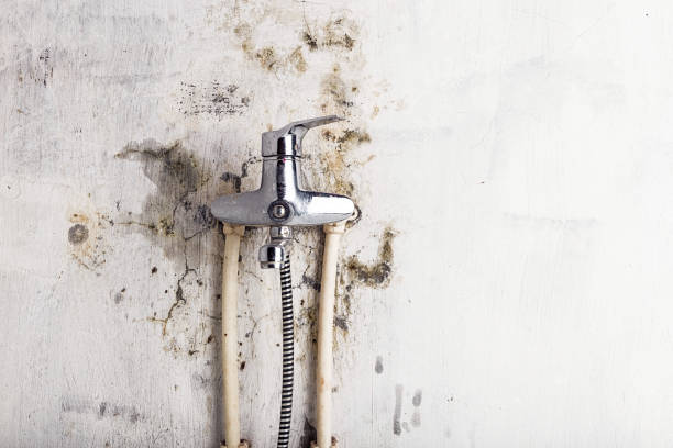 Best Mold Testing  in St Charles, MI