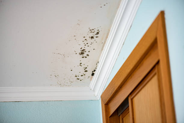 Best Crawl Space Mold Removal  in St Charles, MI