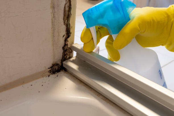 Best Residential Mold Removal  in St Charles, MI