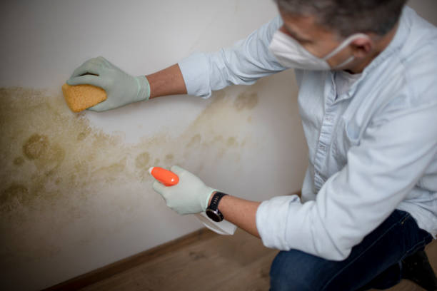 Best Black Mold Removal  in St Charles, MI