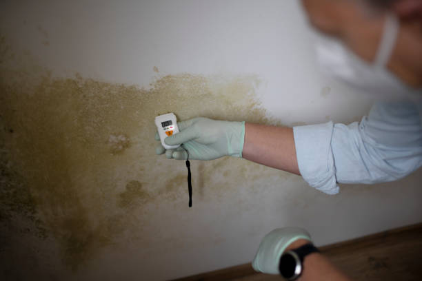 Best Mold Remediation  in St Charles, MI