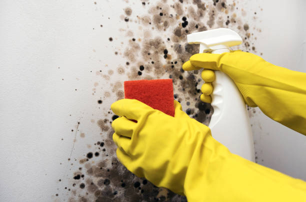 Best Mold Damage Repair  in St Charles, MI