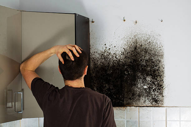 Office Mold Removal Services in St Charles, MI