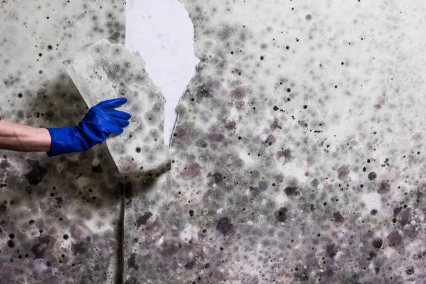 Best Mold Testing  in St Charles, MI