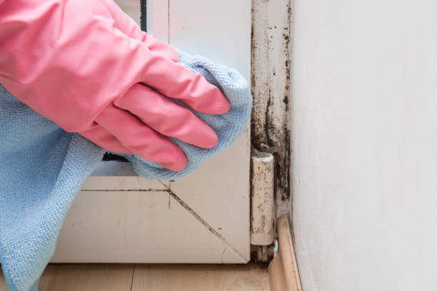 Best Certified Mold Removal  in St Charles, MI