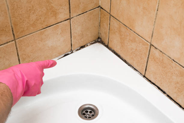Best Emergency Mold Removal  in St Charles, MI
