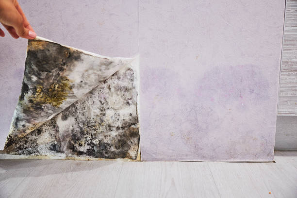Best Local Mold Removal Service  in St Charles, MI